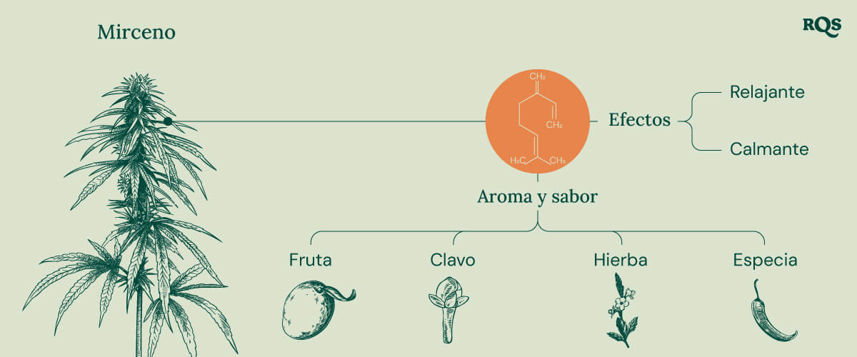 Myrcene Cannabis Characteristics