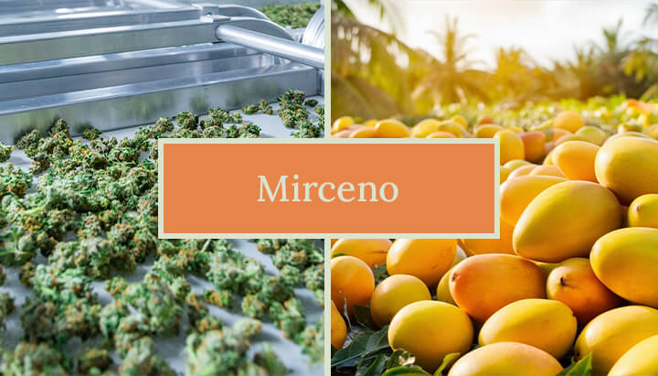 Myrcene Cannabis Terpene