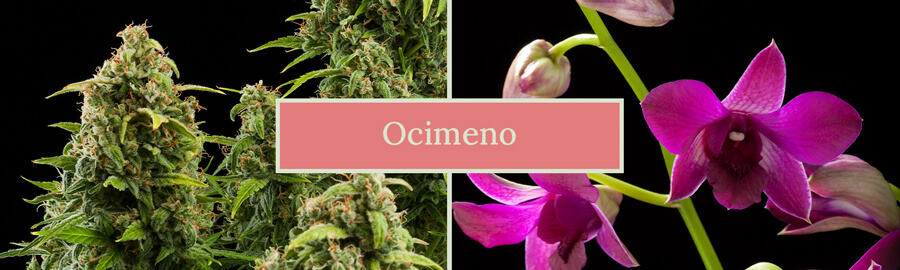 Dos imágenes lado a lado: una planta de cannabis y una flor de orquídea, con el texto 'Ocimene' en el centro. La imagen destaca las fuentes naturales del terpeno ocimeno.