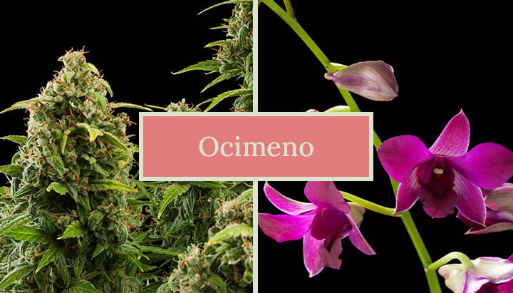 Dos imágenes lado a lado: una planta de cannabis y una flor de orquídea, con el texto 'Ocimene' en el centro. La imagen destaca las fuentes naturales del terpeno ocimeno.