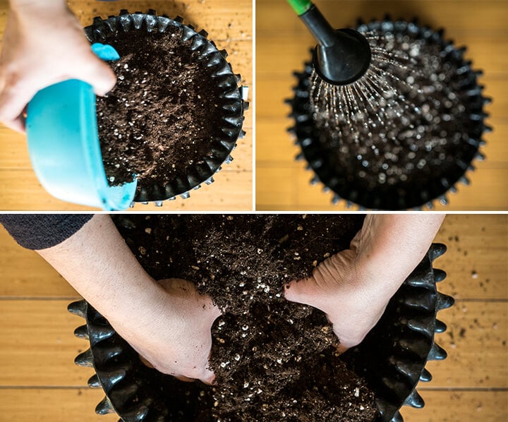 Primer plano de una persona plantando una planta verde en una maceta de cerámica, añadiendo tierra, presionándola suavemente y regándola.