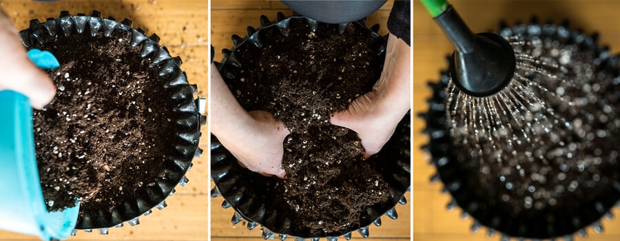 Primer plano de una persona plantando una planta verde en una maceta de cerámica, añadiendo tierra, presionándola suavemente y regándola.