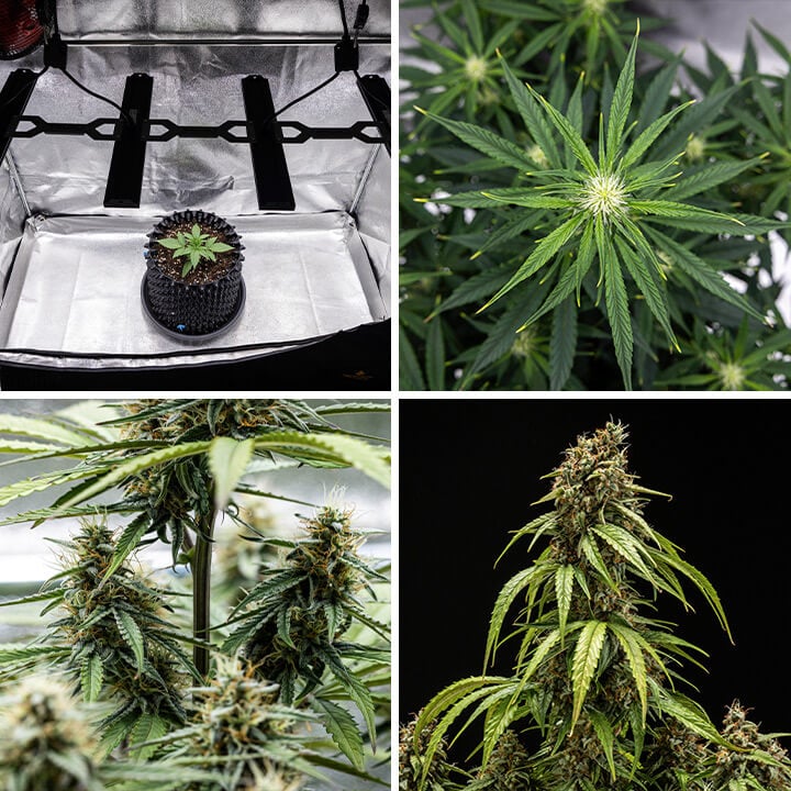 Collage de las etapas de crecimiento de la planta de cannabis Orion F1 Autofloreciente: plántula bajo luz de cultivo, hojas ramificadas, floración y cogollos maduros listos para cosechar.