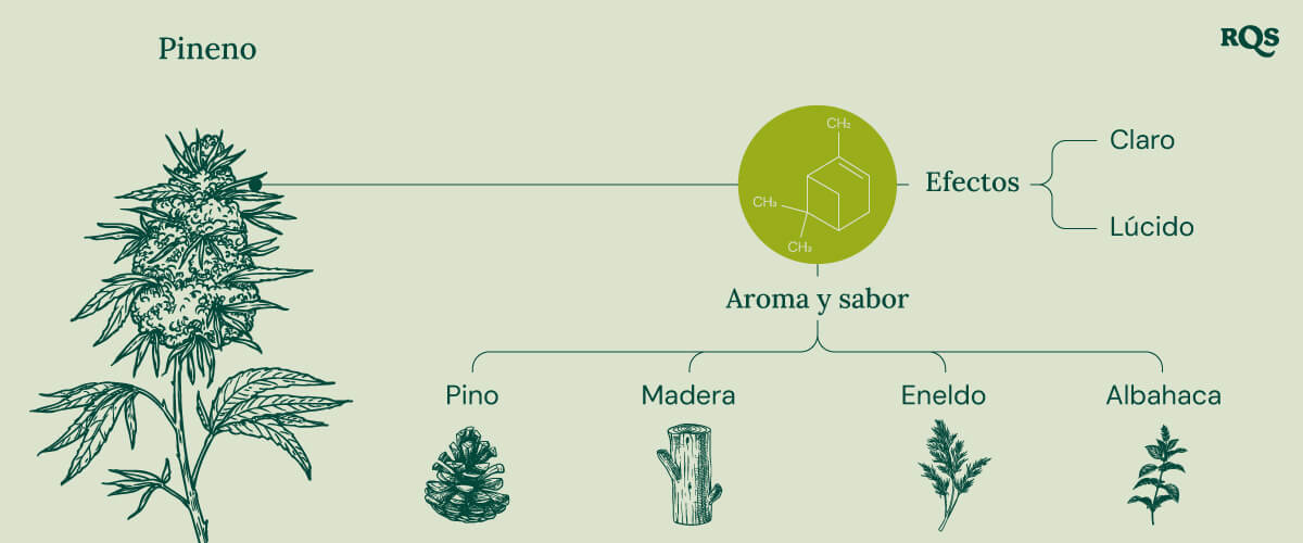 Pinene Cannabis Characteristics