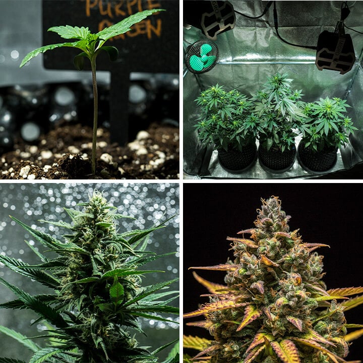 Collage de imágenes de la cepa Purple Queen Auto de Royal Queen Seeds. Esta autofloreciente produce cogollos morados vibrantes, aromas cítricos y un efecto suave. Alcanza entre 90–140 cm en interior, con un rendimiento de 400 g/m² en 8–9 semanas. Ideal para el cultivo interior.