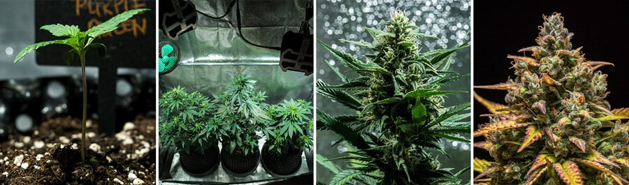 Collage de imágenes de la cepa Purple Queen Auto de Royal Queen Seeds. Esta autofloreciente produce cogollos morados vibrantes, aromas cítricos y un efecto suave. Alcanza entre 90–140 cm en interior, con un rendimiento de 400 g/m² en 8–9 semanas. Ideal para el cultivo interior.