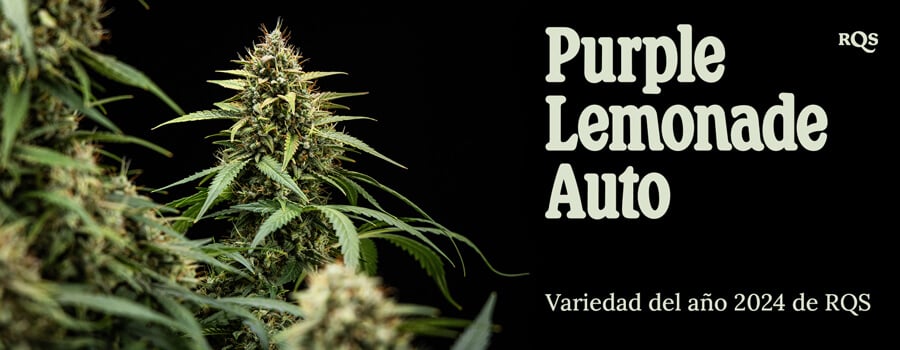 Foto en primer plano de una planta de marihuana Purple Lemonade Auto con hojas verdes, pelos morados y blancos, en una maceta. Imagen informativa, no destinada como consejo médico.