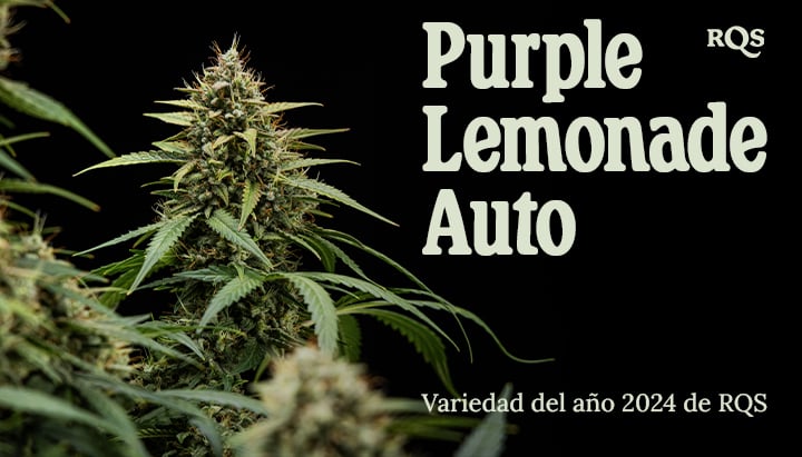 Foto en primer plano de una planta de marihuana Purple Lemonade Auto con hojas verdes, pelos morados y blancos, en una maceta. Imagen informativa, no destinada como consejo médico.