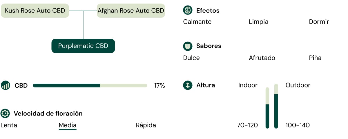 Una infografía que detalla las características de la variedad Purplematic CBD, destacando su aroma afrutado, crecimiento compacto (70–120 cm) y efectos no psicoactivos, lo que la hace adecuada para distintos niveles de experiencia en el cultivo.