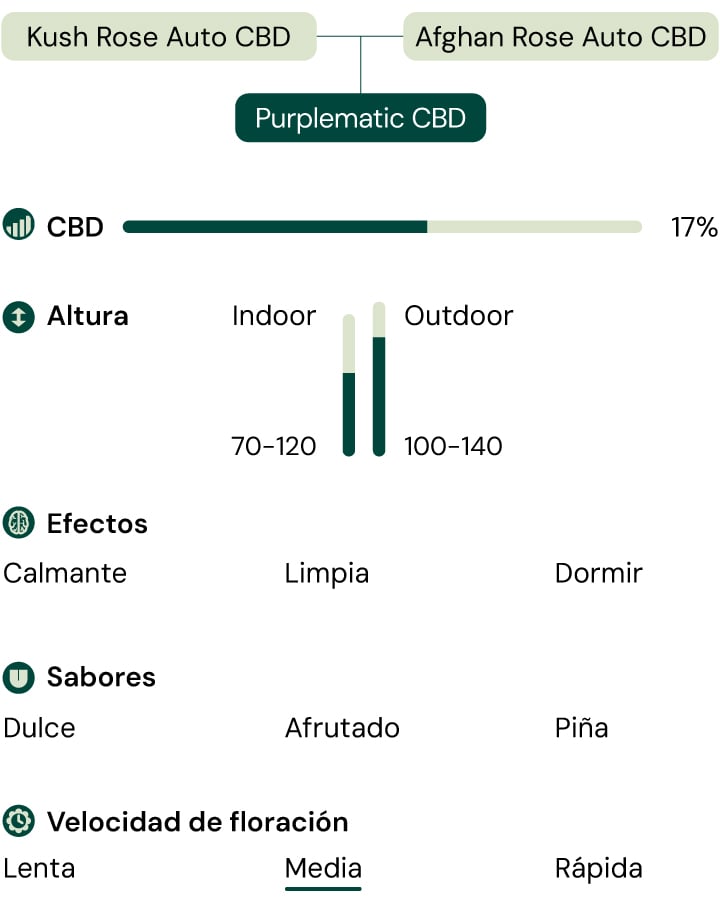 Una infografía que detalla las características de la variedad Purplematic CBD, destacando su aroma afrutado, crecimiento compacto (70–120 cm) y efectos no psicoactivos, lo que la hace adecuada para distintos niveles de experiencia en el cultivo.