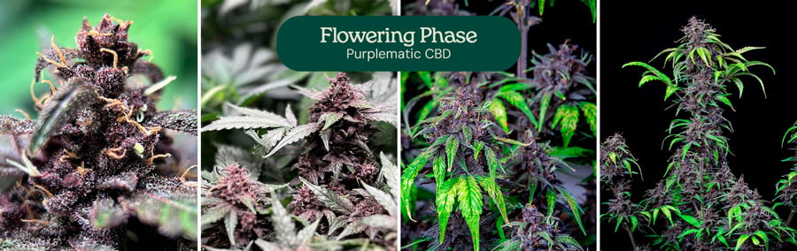 Fase de floración de la variedad Purplematic CBD, mostrando los cogollos en desarrollo y el follaje verde.