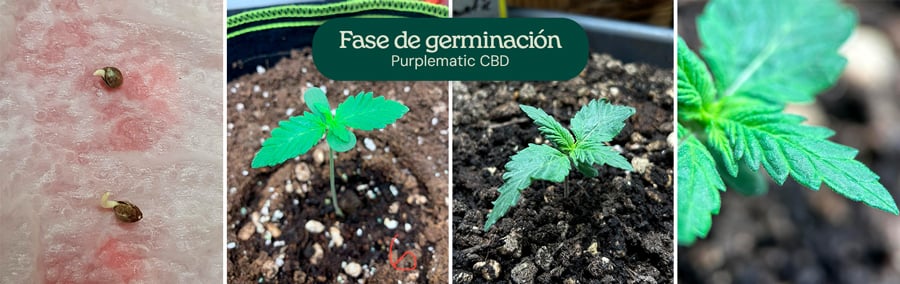 Un collage de imágenes que muestra la variedad Purplematic CBD, destacando varias etapas de su crecimiento, incluyendo la germinación y la estructura de la planta.