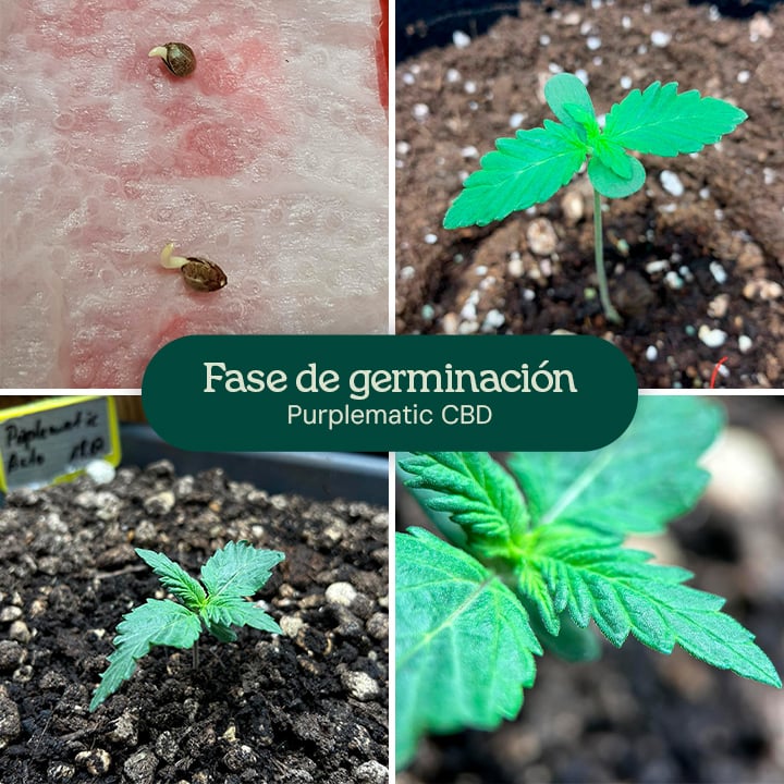 Un collage de imágenes que muestra la variedad Purplematic CBD, destacando varias etapas de su crecimiento, incluyendo la germinación y la estructura de la planta.