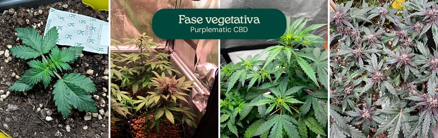 Imágenes de la fase vegetativa de la variedad Purplematic CBD, mostrando una plántula joven y varias plantas con hojas verdes y saludables bajo luces de cultivo, lo que indica un crecimiento vigoroso durante esta etapa.