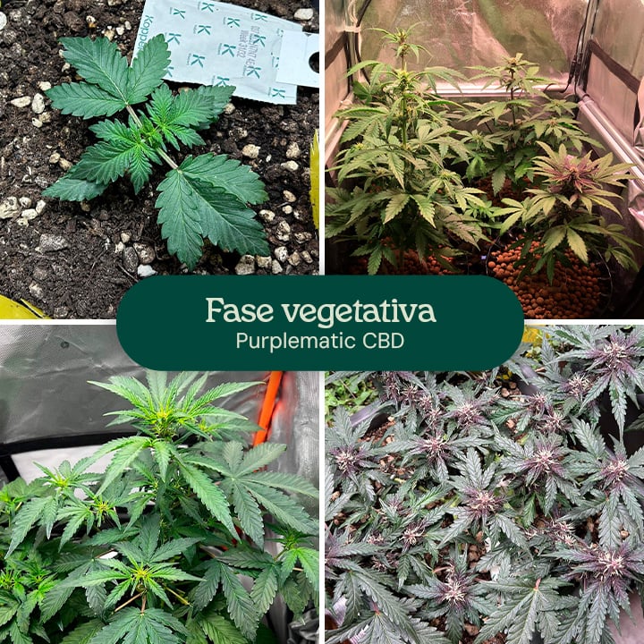 Imágenes de la fase vegetativa de la variedad Purplematic CBD, mostrando una plántula joven y varias plantas con hojas verdes y saludables bajo luces de cultivo, lo que indica un crecimiento vigoroso durante esta etapa.