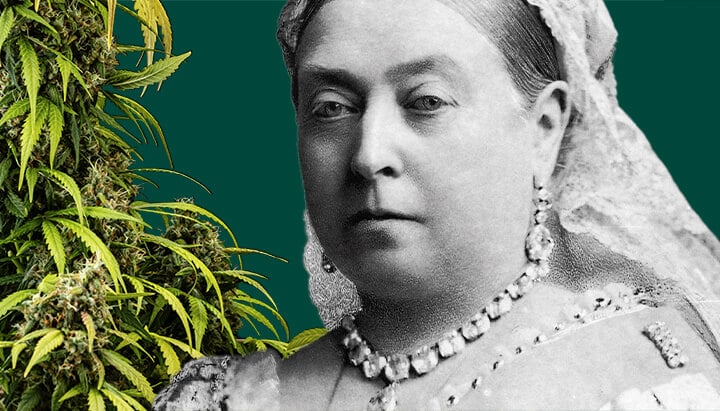 Retrato de la Reina Victoria rodeada de plantas de cannabis exuberantes sobre un fondo verde oscuro.