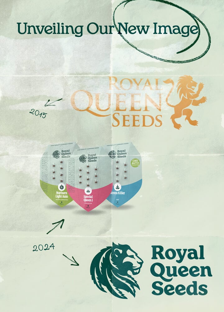 "Evolución del logo de Royal Queen Seeds de 2015 a 2024, mostrando el logo original dorado con un león y el logo actualizado en verde con un diseño moderno de león. La imagen también presenta el nuevo empaquetado de semillas de la compañía.  "