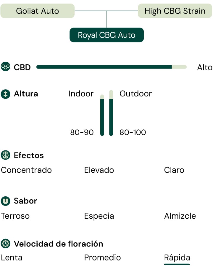 Infografía que detalla las características de la cepa de cannabis Royal CBG Auto, incluyendo atributos como alto contenido de CBG, velocidad de floración rápida, altura compacta y efectos como enfoque y claridad.