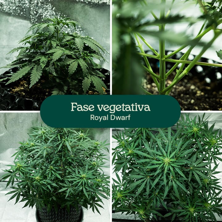 Royal Dwarf Vegetative Phase