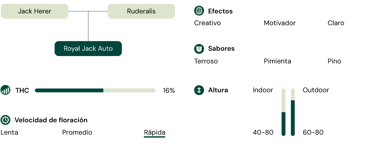 Características de la variedad de cannabis Royal Jack Auto: altura, tiempo de floración, THC, efectos, sabor, condiciones de cultivo