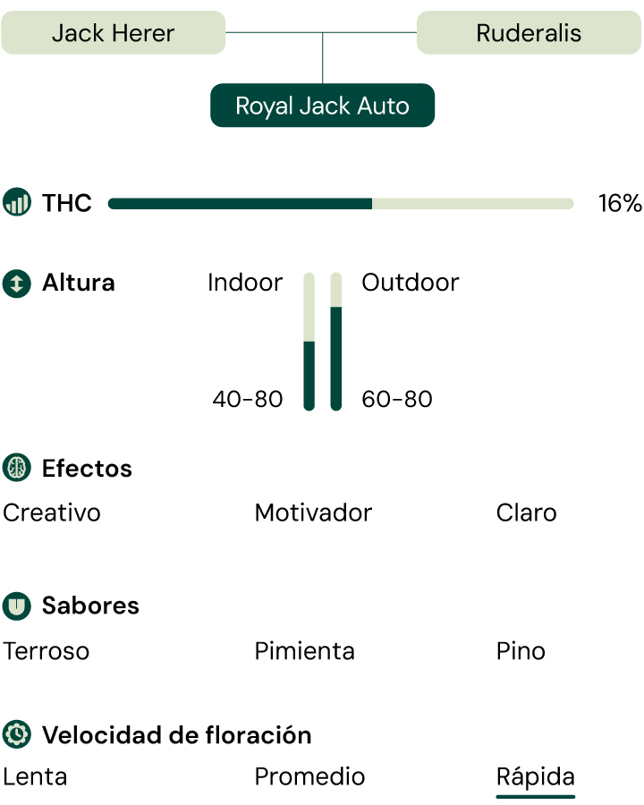 Características de la variedad de cannabis Royal Jack Auto: altura, tiempo de floración, THC, efectos, sabor, condiciones de cultivo