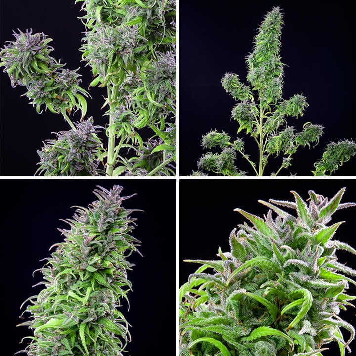 Collage de cuatro imágenes que muestra la planta de cannabis Royal THCV desde diferentes ángulos, destacando sus cogollos densos y la capa de tricomas brillantes. Una variedad sativa con un equilibrio entre THCV y THC de Royal Queen Seeds.