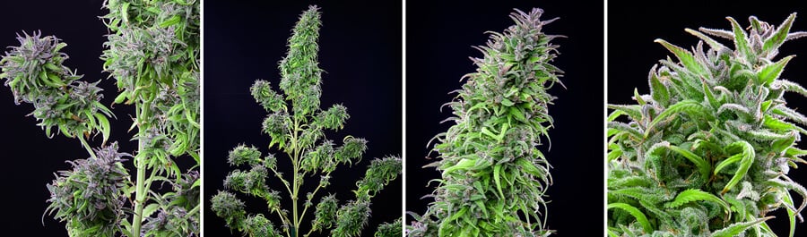 Collage de cuatro imágenes que muestra la planta de cannabis Royal THCV desde diferentes ángulos, destacando sus cogollos densos y la capa de tricomas brillantes. Una variedad sativa con un equilibrio entre THCV y THC de Royal Queen Seeds.