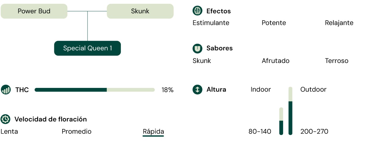 Una representación visual de la variedad de cannabis Special Queen 1, destacando sus características como el contenido de THC, la altura, el tiempo de floración, los efectos, los sabores y el aspecto.