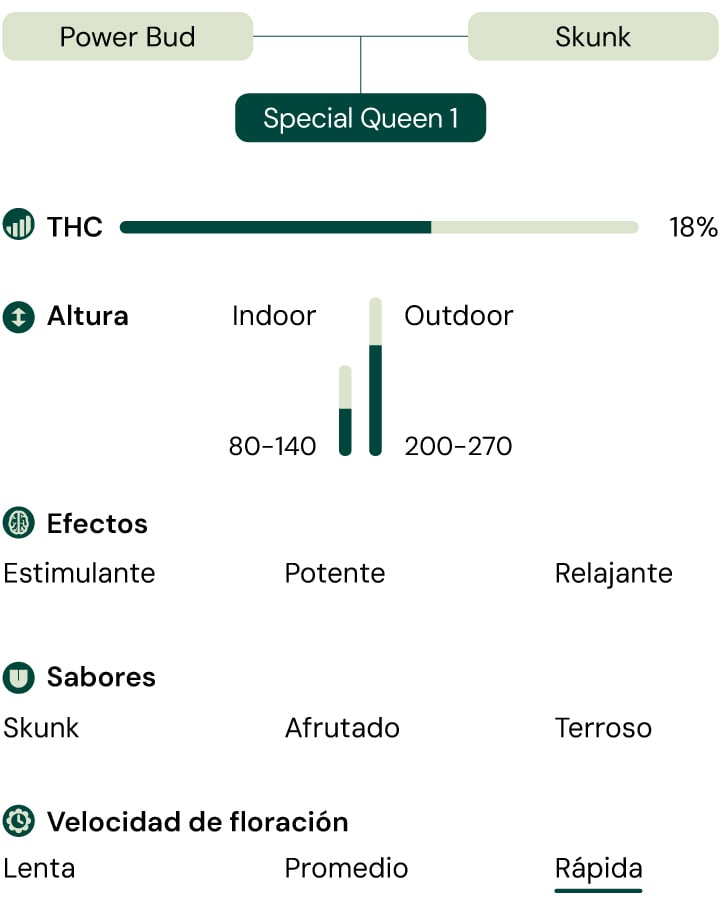 Una representación visual de la variedad de cannabis Special Queen 1, destacando sus características como el contenido de THC, la altura, el tiempo de floración, los efectos, los sabores y el aspecto.