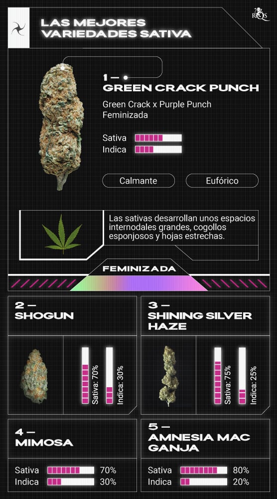 Qué variedad de marihuana deberías fumar? - RQS Blog