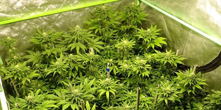 Primer plano de plantas de cannabis creciendo en interiores, con hojas verdes vibrantes y flores brotando bajo luces controladas.