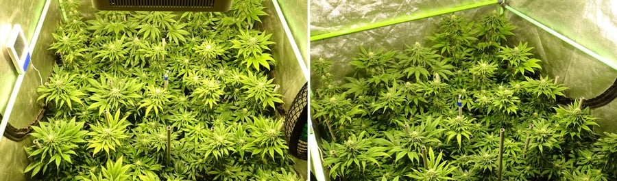 Primer plano de plantas de cannabis creciendo en interiores, con hojas verdes vibrantes y flores brotando bajo luces controladas.