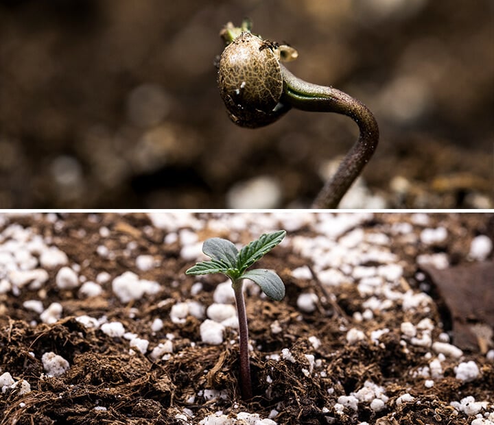 Triptico de tres imágenes que muestran la etapa de plántula del cannabis: la primera imagen presenta un primer plano de una semilla de cannabis, la segunda muestra el proceso de germinación con la semilla brotando y una raíz pivotante visible, y la tercera ilustra una planta de cannabis de una semana de edad con hojas verdaderas en desarrollo. Esta guía visual enfatiza las etapas clave del crecimiento, incluida la imbibición y la transición de la semilla a la plántula.