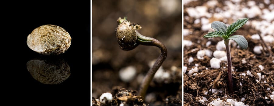 Triptico de tres imágenes que muestran la etapa de plántula del cannabis: la primera imagen presenta un primer plano de una semilla de cannabis, la segunda muestra el proceso de germinación con la semilla brotando y una raíz pivotante visible, y la tercera ilustra una planta de cannabis de una semana de edad con hojas verdaderas en desarrollo. Esta guía visual enfatiza las etapas clave del crecimiento, incluida la imbibición y la transición de la semilla a la plántula.