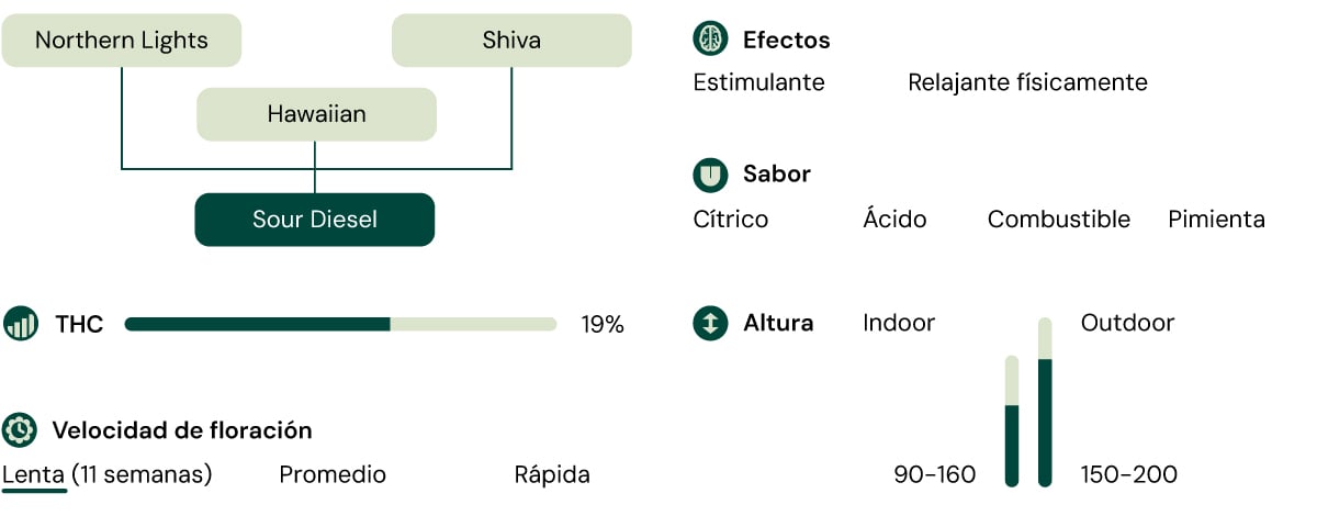 Sour Diesel Characteristics