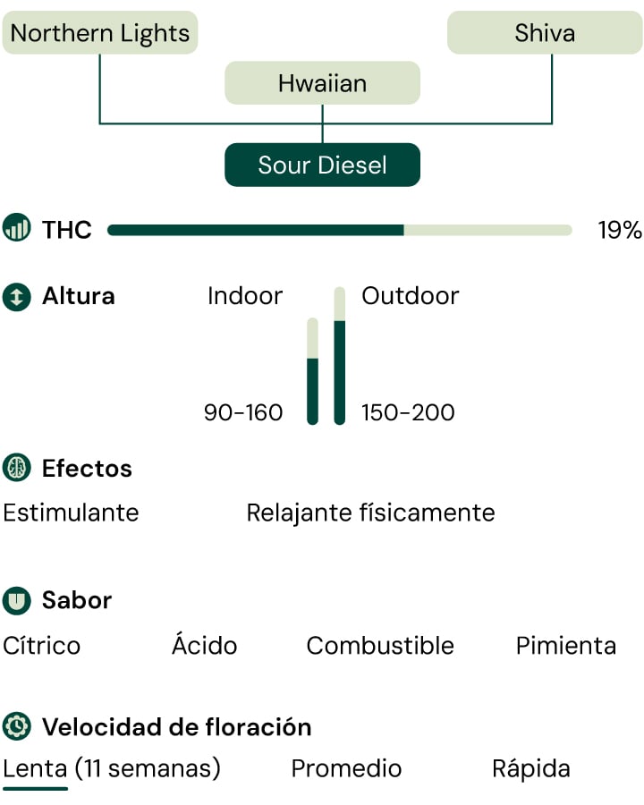 Sour Diesel Characteristics