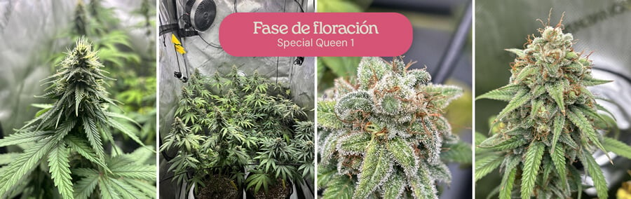 Un collage que muestra la fase de floración de las plantas de marihuana Special Queen 1, con primeros planos de cogollos y plantas en diferentes etapas de desarrollo.