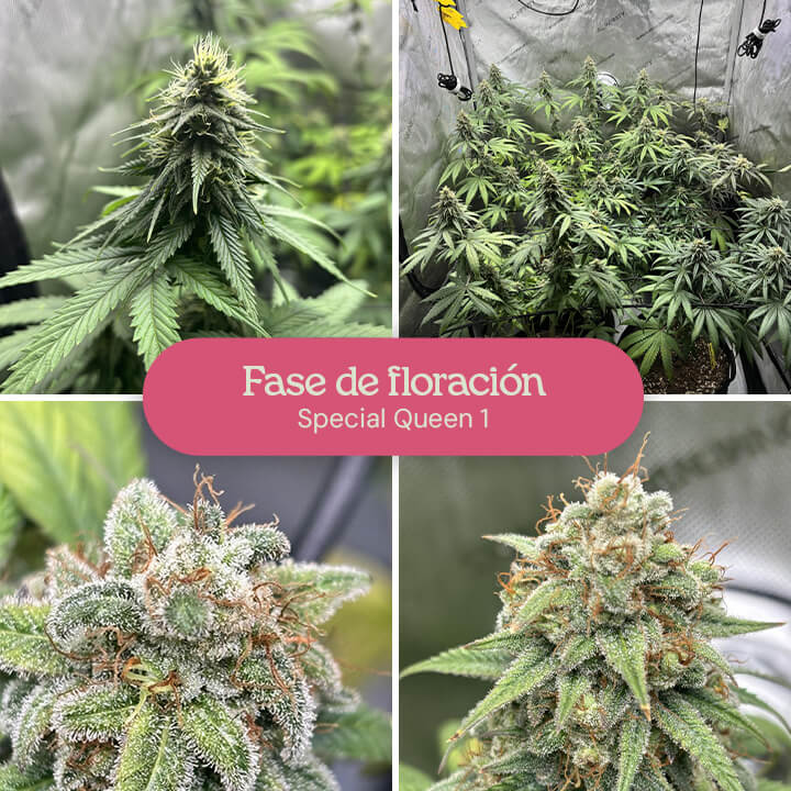 Un collage que muestra la fase de floración de las plantas de marihuana Special Queen 1, con primeros planos de cogollos y plantas en diferentes etapas de desarrollo.