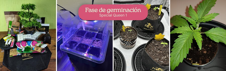 Un collage que muestra el proceso de germinación de semillas de cannabis Special Queen 1, incluidas las semillas en una bandeja de germinación, las plántulas en macetas y una plántula madura.