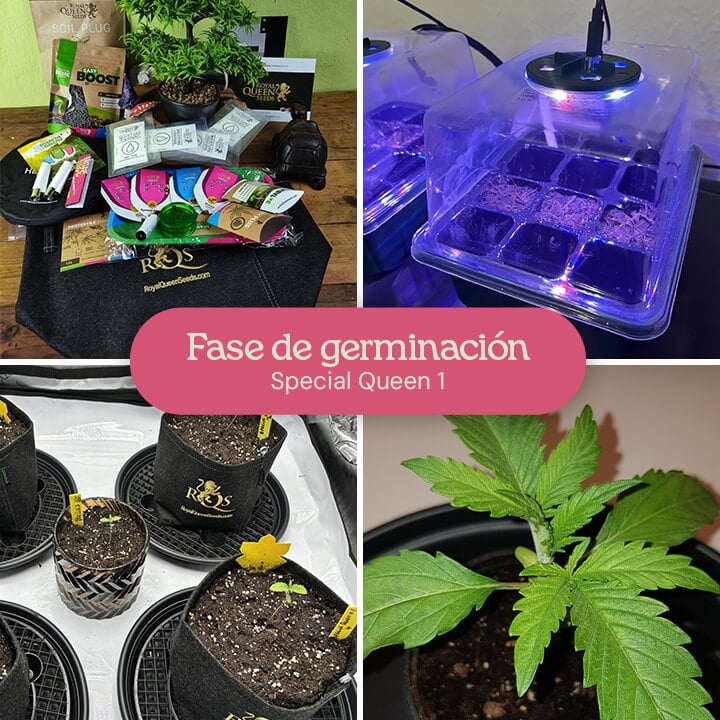 Un collage que muestra el proceso de germinación de semillas de cannabis Special Queen 1, incluidas las semillas en una bandeja de germinación, las plántulas en macetas y una plántula madura.