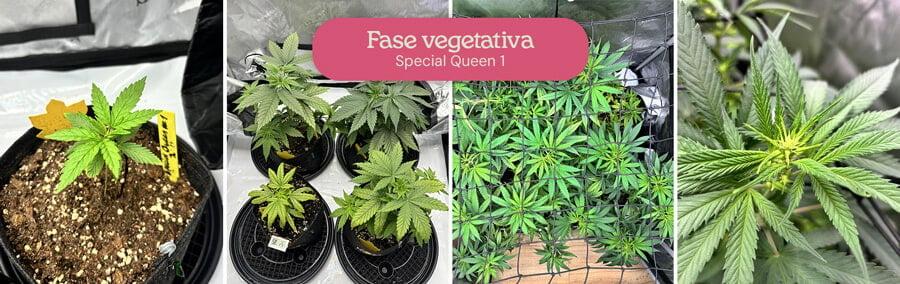 Un collage que muestra el crecimiento vegetativo de las plantas de marihuana Special Queen 1, desde pequeñas plántulas hasta plantas maduras en macetas y una planta más grande en un armario de cultivo.