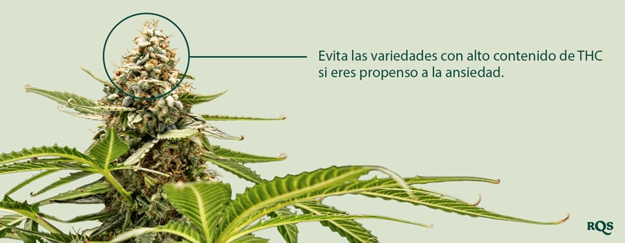 Un primer plano de una planta de cannabis con un cogollo resaltado. El texto "Evita las variedades con alto THC si eres un usuario propenso a la ansiedad" está junto al cogollo.