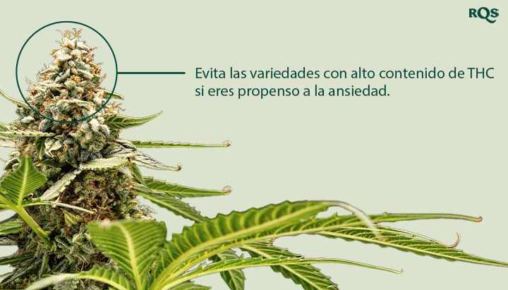 Un primer plano de una planta de cannabis con un cogollo resaltado. El texto "Evita las variedades con alto THC si eres un usuario propenso a la ansiedad" está junto al cogollo.