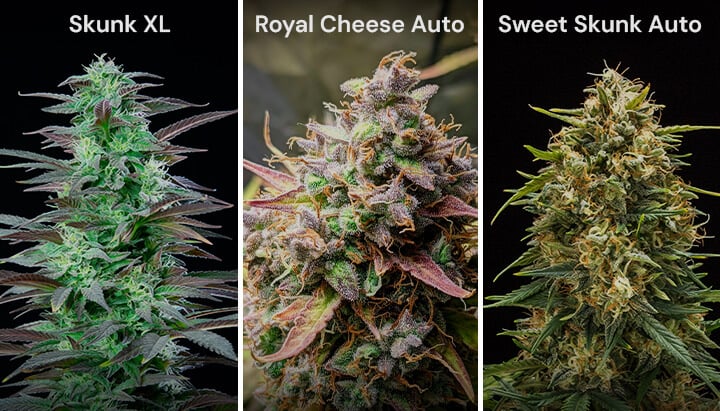 Un collage de tres variedades de cannabis: Skunk XL con cogollos densos, Royal Cheese Auto con pistilos naranjas y Sweet Skunk Auto con cogollos verdes y morados.