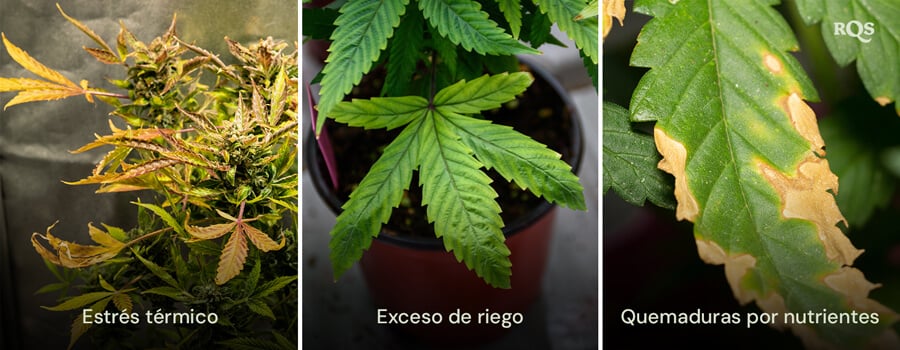 Un collage de tres plantas de cannabis mostrando 