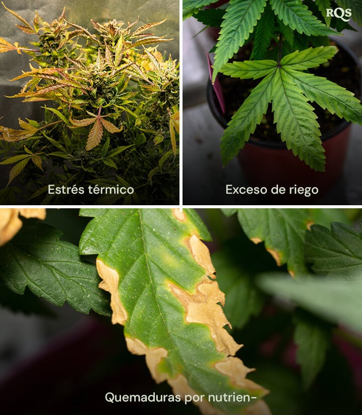 Un collage de tres plantas de cannabis mostrando 