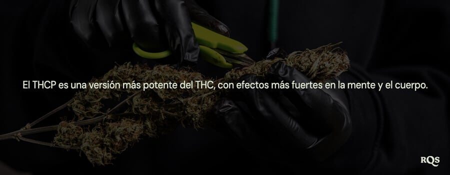 Persona con guantes negros recortando una planta de cannabis, destacando que "el THCP es una versión más poderosa del THC con efectos más fuertes sobre la mente y el cuerpo."