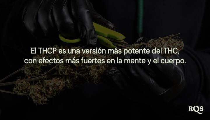 Persona con guantes negros recortando una planta de cannabis, destacando que "el THCP es una versión más poderosa del THC con efectos más fuertes sobre la mente y el cuerpo."