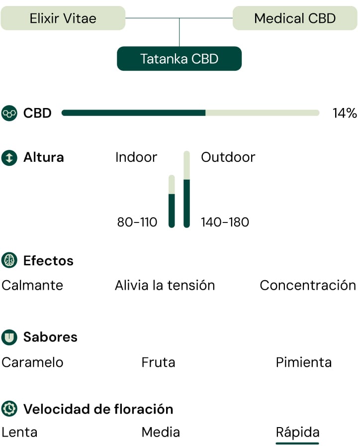 Diagrama de características de Tatanka CBD: efectos, sabores, contenido de CBD, altura, velocidad de floración y ambiente de cultivo