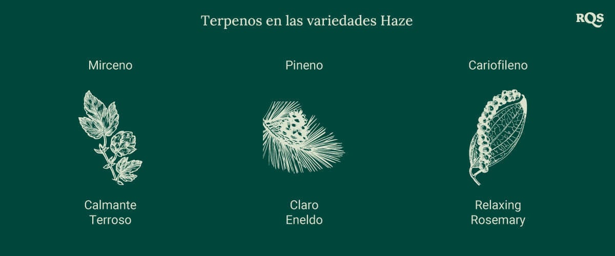 Gráfico que muestra tres terpenos en las variedades de cannabis Haze, cada uno asociado con una ilustración de planta. Los efectos como relajación, aumento de energía y concentración se enumeran a continuación.